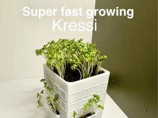 Super Fast Growing Cressy - a future house concept