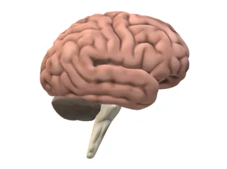 Human Brain