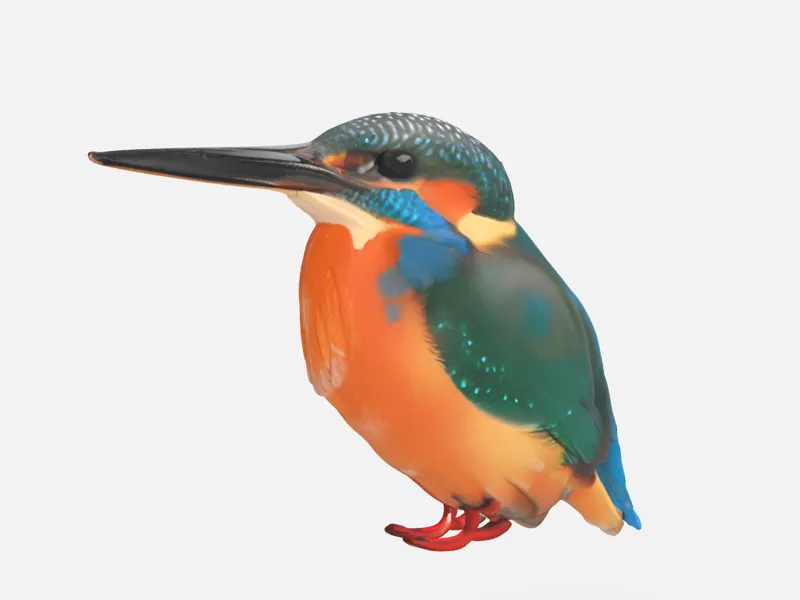 Kingfisher