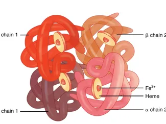 Hemoglobin Model