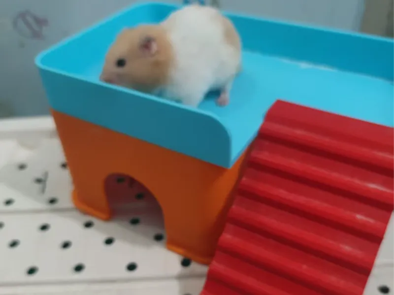 仓鼠的小屋