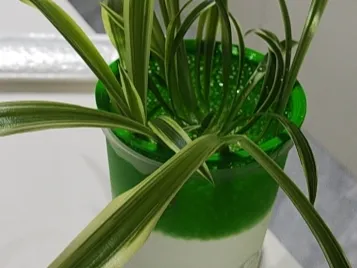 参数化水培定植，把你喝过的奶茶变成水培花瓶把
