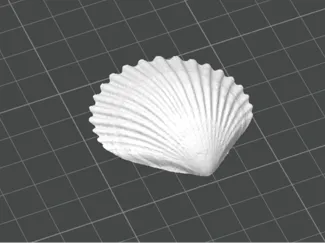 小贝壳