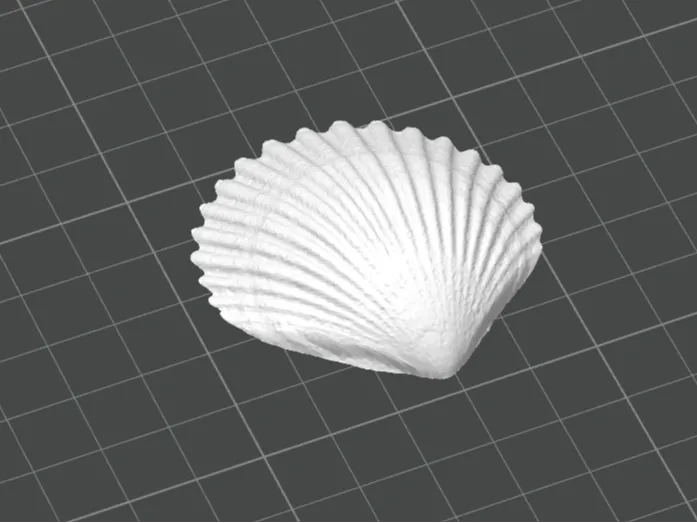小贝壳