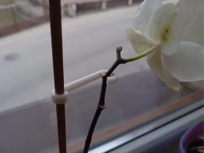 Flower Clip Support
