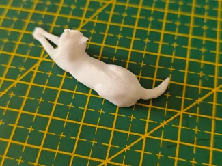 暹罗猫