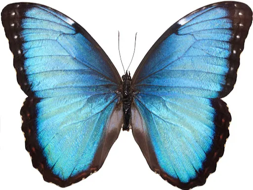 farfalla