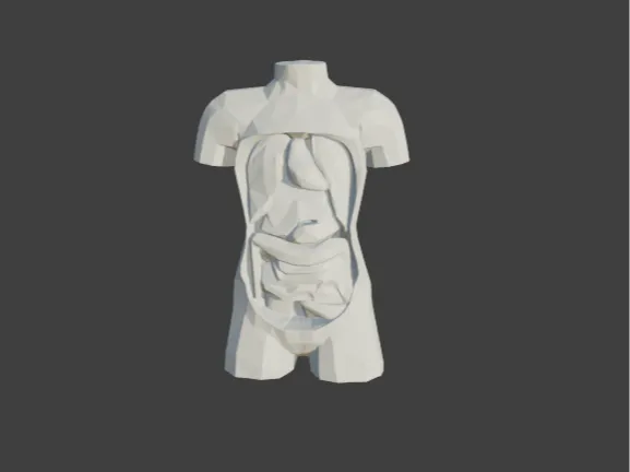 human body organs