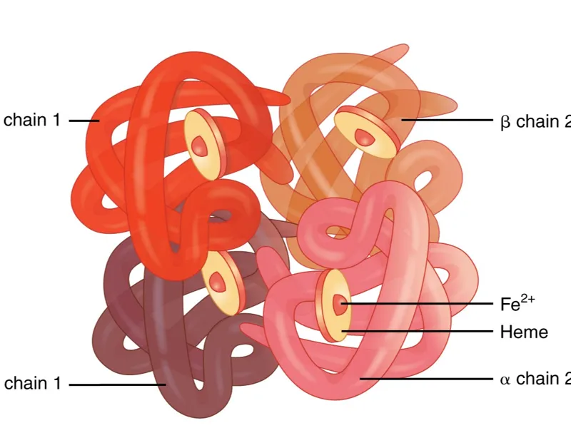 Hemoglobin 3 part