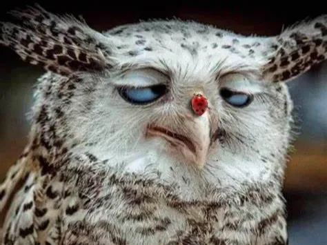 Owl Model
