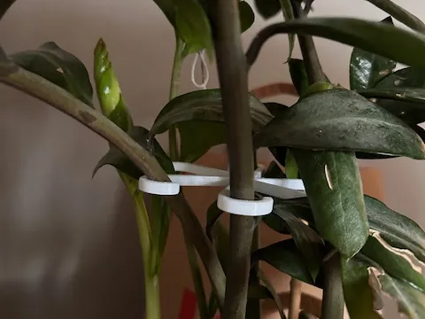 Plant hook support