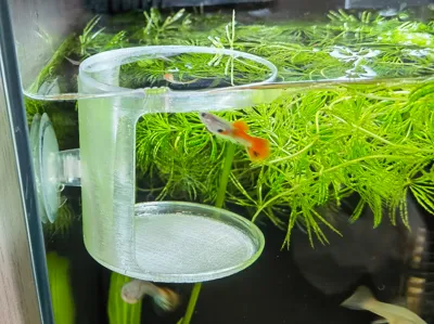 Fish tank feeder