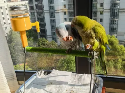 Parrot Stand Waterer Bracket