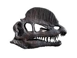 Dilophosauras skull cut up