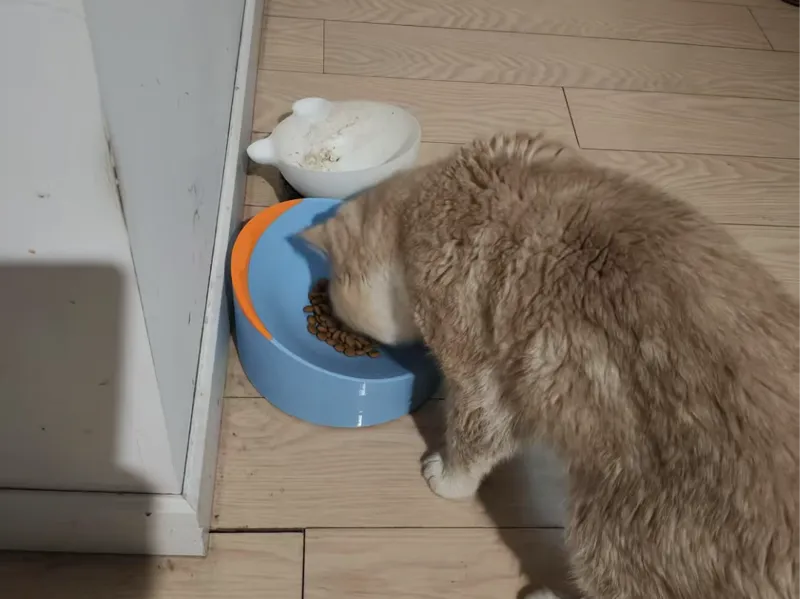 加菲猫专用猫碗
