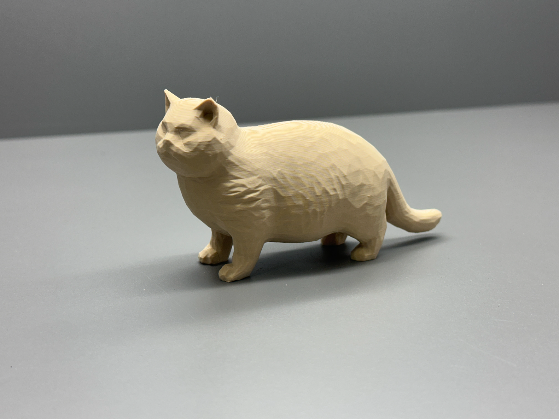 Düşük çokgen şişman kedi