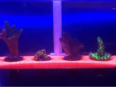 Black Widow Reef Frag Rack