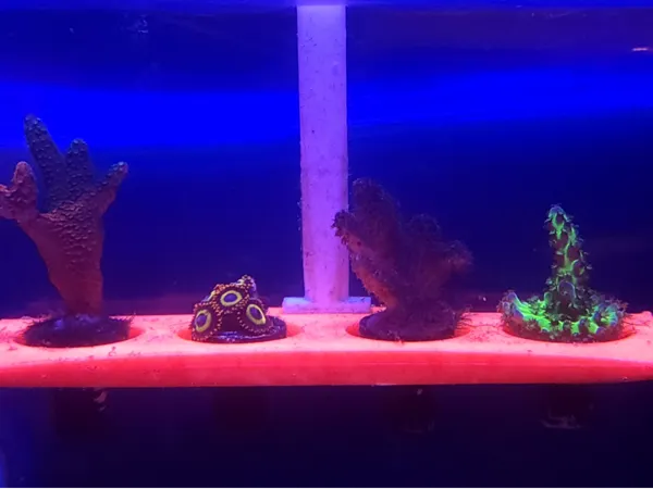 https://makerworld.bblmw.com/makerworld/model/DSM00000001309430/design/2025-04-11_48f8adbfb139e.jpg