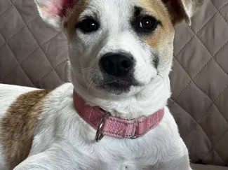 Jack Bella