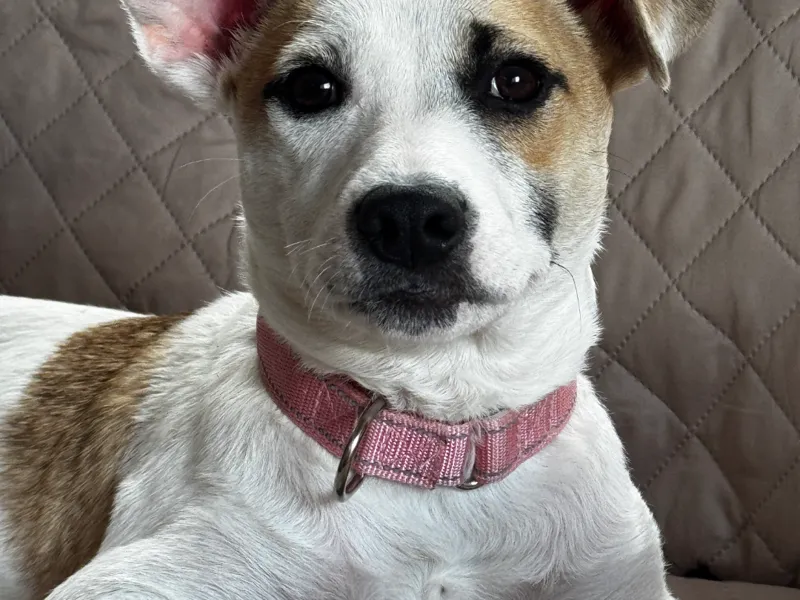 Jack Bella