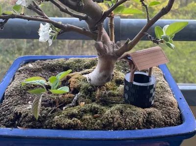 Fountain for bonsai 