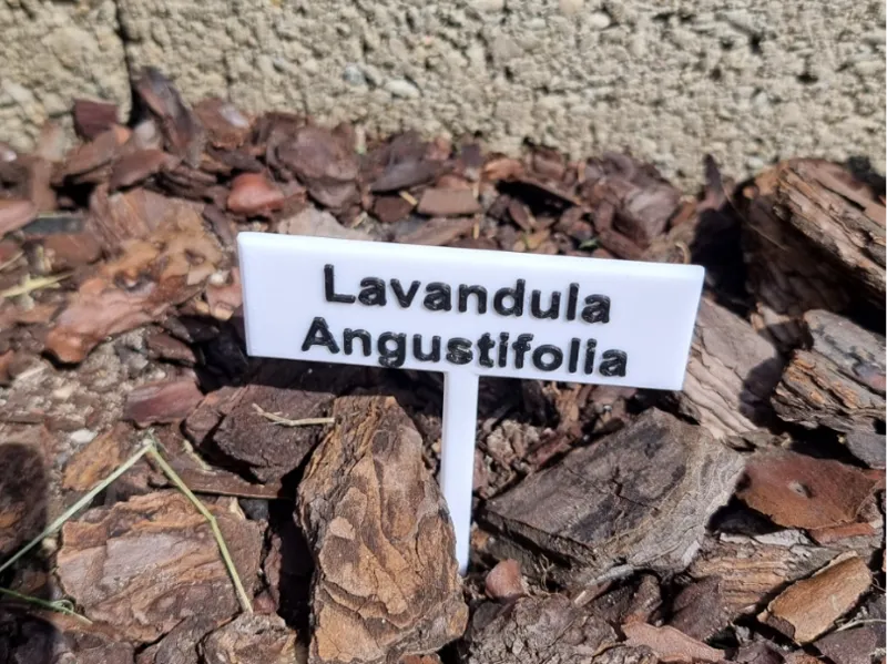 Lavender Angustifolia garden tag