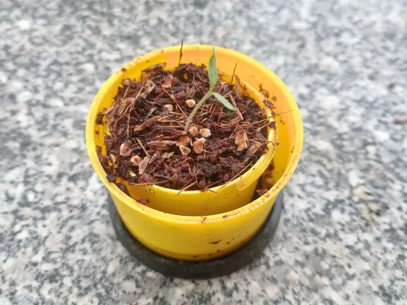 可折叠育苗盆