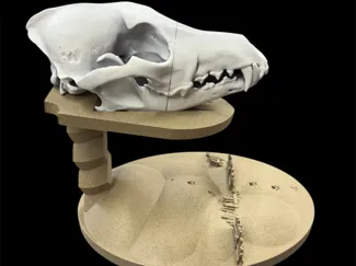 Coyote Skull Display Stand