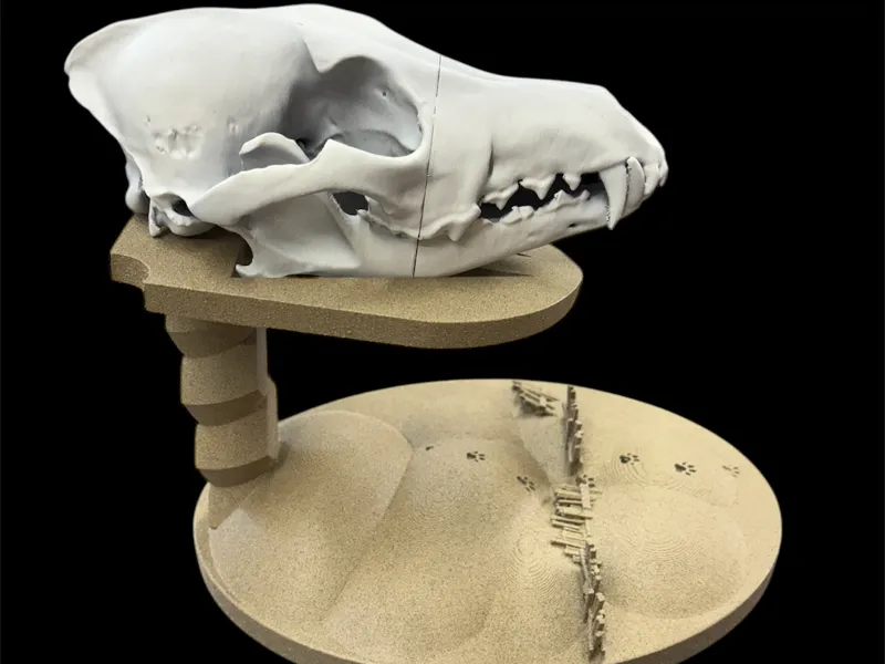 Coyote Skull Display Stand