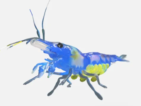 Blue Jelly Shrimp Modell