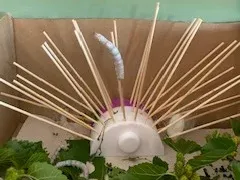 Silkworm Cocoon Support – 3D Printed Nesting Hub