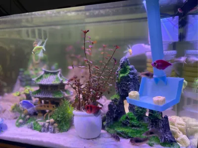 Fish Feeding Tray