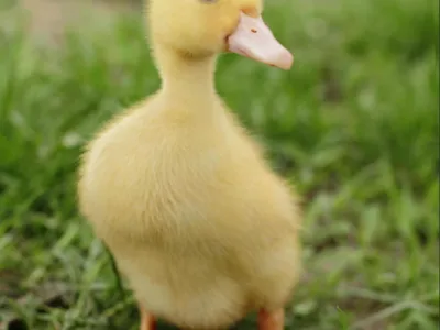 ducky man