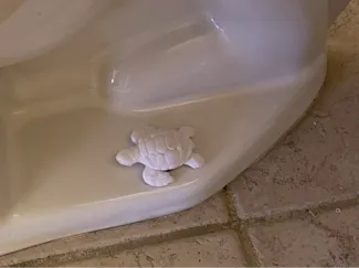 Toilet Bolt Cap_Turtle