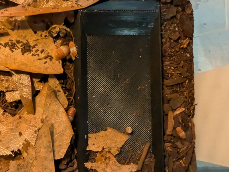 iso bug dish