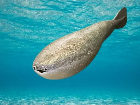 Sacabambaspis