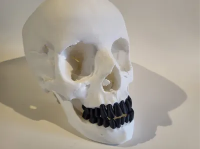 Skull with splitted teeth and optional horns