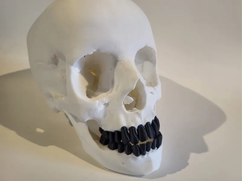 Skull with splitted teeth and optional horns