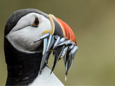 Puffin keyring