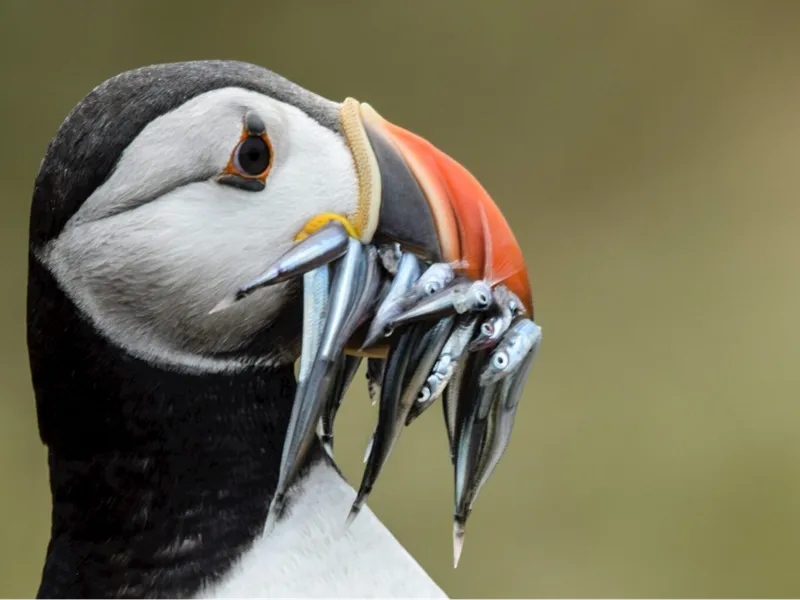 Puffin keyring