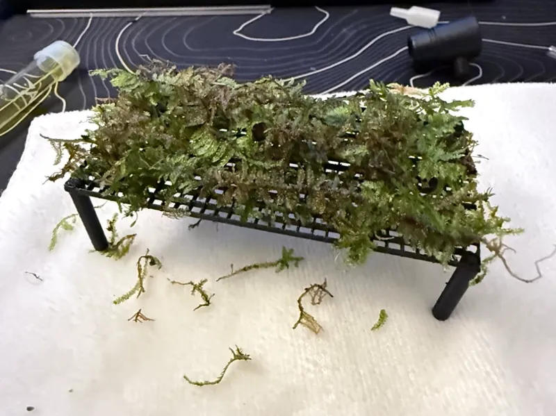 Moss Table 