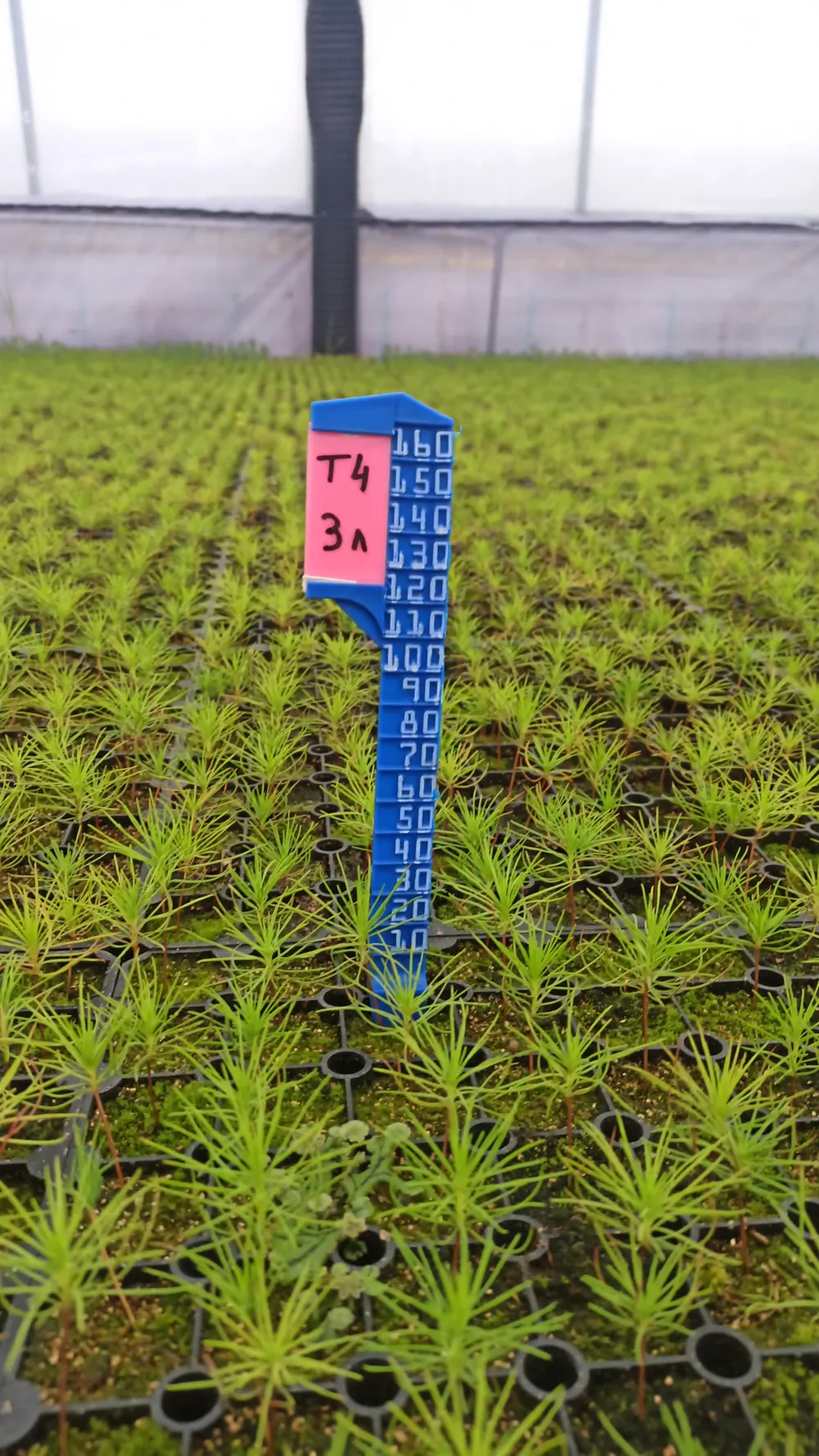 Cây Ruler Plant ruler with removable sign by Ondrei3000 MakerWorld: Download Free ...