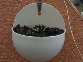 wall pot