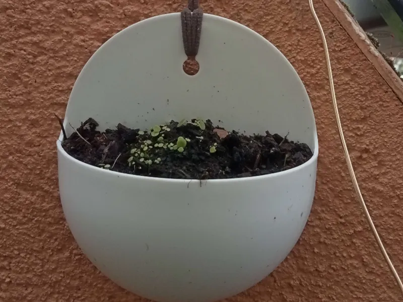 wall pot