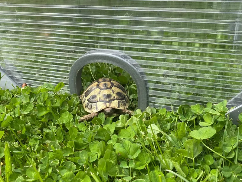 Mini Schildkröten Haus, mini Gewächshaus