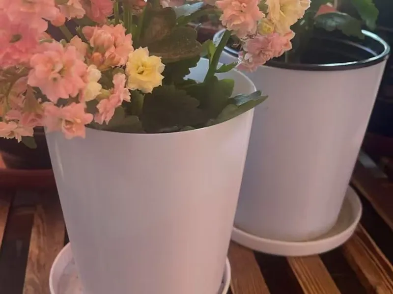 高花盆大