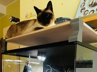 Terrarium cat top riser:)))