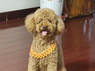 狗狗金链子