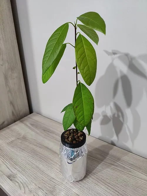 Pot for hydroponics in glass jar