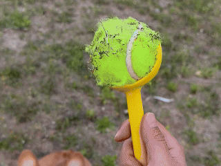 真·遛狗神器！